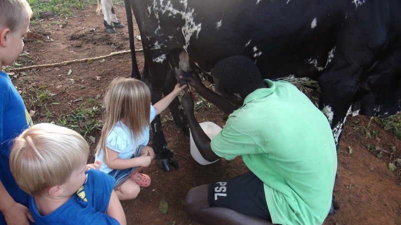Naomi Vogt milks a cow